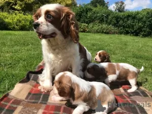 Photo №1. cavalier king charles spaniel - à vendre en ville de Berlin | Gratuit | Annonce №23733