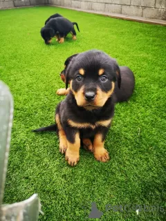 Photo №1. rottweiler - à vendre en ville de Gornja Radgona | 340€ | Annonce №13747