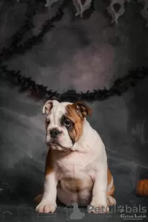 Photo №1. bulldog anglais - à vendre en ville de Odessa | 473€ | Annonce №52195