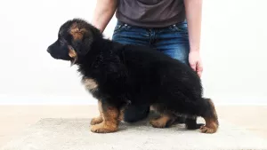 Photos supplémentaires: Berger allemand. meilleur chiot avec une portée