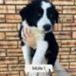 Photo №3. Chiots Border Collie de race pure à vendre. La finlande