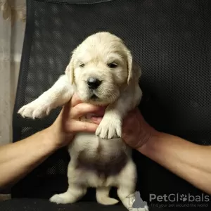 Photos supplémentaires: Chiots Golden Retriever