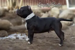 Photo №1. american bully - à vendre en ville de Minsk | Négocié | Annonce №1498