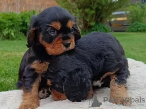 Photo №2 de l'annonce № 130209 de la vente cavalier king charles spaniel - acheter à Allemagne 