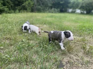 Photo №2 de l'annonce № 55586 de la vente bull terrier - acheter à Pologne éleveur