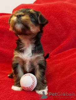 Photo №2 de l'annonce № 20725 de la vente yorkshire terrier - acheter à Allemagne annonce privée