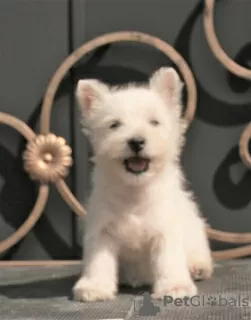 Photos supplémentaires: West Highland White Terrier chiot femelle