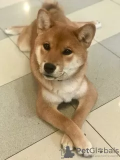 Photo №3. CHIOTS SHIBA INU. Fédération de Russie