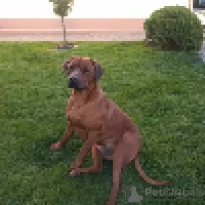 Photos supplémentaires: Rhodesian Ridgeback - mâle ZKWP/FCI