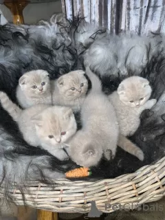 Photos supplémentaires: Chatons Scottish Fold de qualité