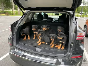 Photo №1. rottweiler - à vendre en ville de Berlin | Gratuit | Annonce №125350