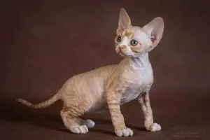 Photo №2 de l'annonce № 2287 de la vente devon rex - acheter à Fédération de Russie annonce privée