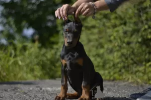 Photos supplémentaires: Chiots dobermans d'un charmant couple