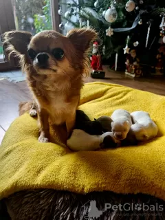 Photo №1. chihuahua - à vendre en ville de Świecie | 1200€ | Annonce №85817