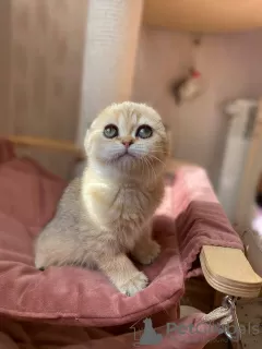 Photo №2 de l'annonce № 18315 de la vente scottish fold - acheter à Fédération de Russie de la fourrière