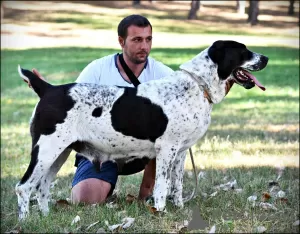 Photos supplémentaires: Chiots de berger d'Asie centrale