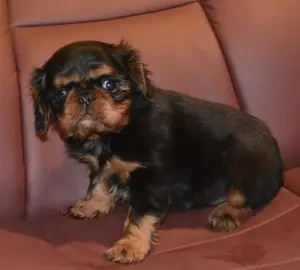 Photo №2 de l'annonce № 4834 de la vente cavalier king charles spaniel - acheter à Fédération de Russie éleveur