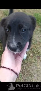 Photo №1. chien bâtard - à vendre en ville de Minsk | Gratuit | Annonce №70855