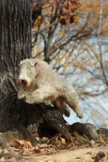 Photo №4. Je vais vendre terrier irlandais à poil doux en ville de Khabarovsk. éleveur - prix - Négocié