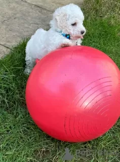 Photo №1. bichon à poil frisé - à vendre en ville de Düsseldorf | négocié | Annonce №103085