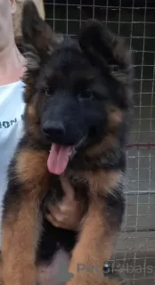 Photos supplémentaires: chien de berger allemand