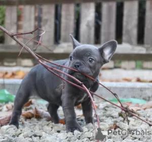 Photo №1. bouledogue - à vendre en ville de Брисбен | Gratuit | Annonce №105440