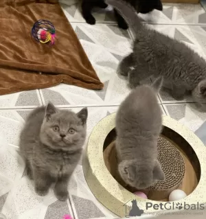 Photo №2 de l'annonce № 15569 de la vente british shorthair - acheter à Arabie Saoudite annonce privée