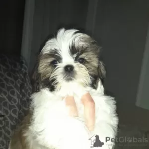 Photo №2 de l'annonce № 123321 de la vente shih tzu - acheter à Turquie annonce privée