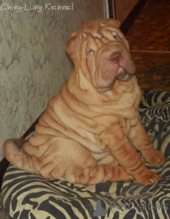 Photo №1. shar pei - à vendre en ville de Tver | 281€ | Annonce №8364