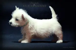 Photos supplémentaires: West Highland White Terrier d'une superbe paire!