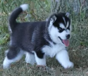 Photo №1. husky de sibérie - à vendre en ville de Potsdam | Gratuit | Annonce №95596