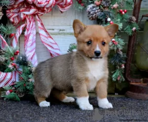 Photo №4. Je vais vendre welsh corgi en ville de Lindos.  - prix - 540€