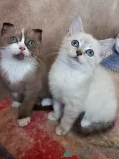 Photos supplémentaires: Scottish Scottish Straight et Scottish Fold