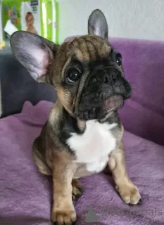 Photo №1. bouledogue - à vendre en ville de Minsk | 258€ | Annonce №19107