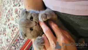 Photos supplémentaires: Chaton Scottish fold