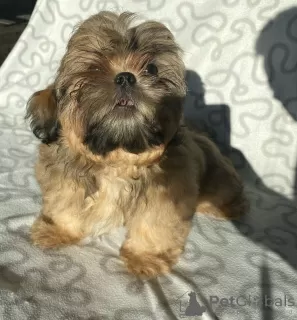 Photo №4. Je vais vendre shih tzu en ville de Ozorków. éleveur - prix - 287€