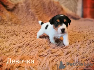 Photo №2 de l'annonce № 9591 de la vente jack russell terrier - acheter à Fédération de Russie annonce privée