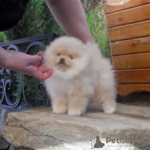 Photos supplémentaires: Chiots de Poméranie Szpic, chiots mâles et femelles.