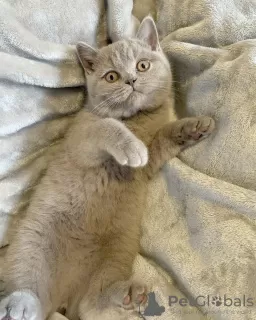 Photo №3. Adorables chatons British Shorthair à vendre. Allemagne