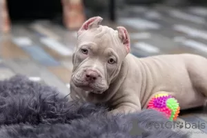 Photo №2 de l'annonce № 68955 de la vente american bully - acheter à Fédération de Russie annonce privée, de la fourrière, éleveur