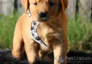 Photo №1. golden retriever - à vendre en ville de Seinäjoki | Gratuit | Annonce №128230