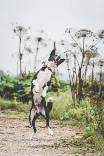 Photo №3. Nous recherchons un foyer pour une race mixte de husky russo-européen. Fédération de Russie