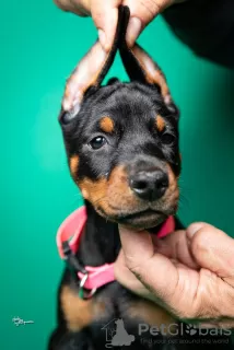 Photos supplémentaires: Chiots Dobermann