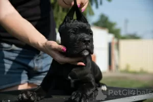 Photo №4. Je vais vendre cane corso en ville de Москва. de la fourrière, éleveur - prix - négocié