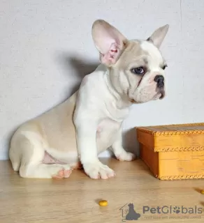 Photo №1. bouledogue - à vendre en ville de Tallinn | négocié | Annonce №127131