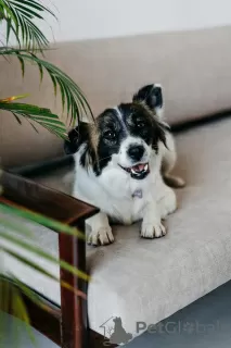 Photos supplémentaires: Le chien miniature Suri cherche un foyer !