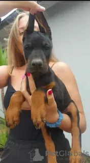 Photos supplémentaires: Chiots DOBERMAN de la plus haute qualité