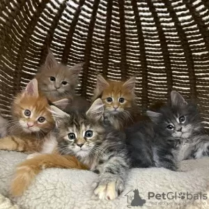 Photo №2 de l'annonce № 117281 de la vente maine coon - acheter à Suisse annonce privée