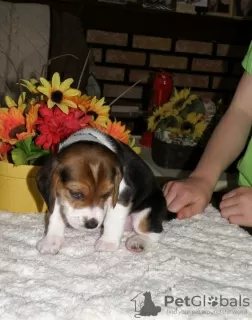 Photo №1. beagle - à vendre en ville de Дрезден | 550€ | Annonce №127115