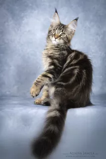 Photo №4. Je vais vendre maine coon en ville de Москва. de la fourrière - prix - 494€